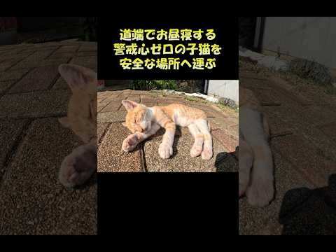 道端でお昼寝する警戒心ゼロの子猫を安全な場所へ運ぶ #猫 #cat #ねこ(YouTube)