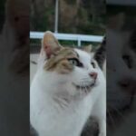 漁港の猫ちゃん、めちゃめちゃ甘えてきた #ImpressedCatVideo #catisland #猫(YouTube)