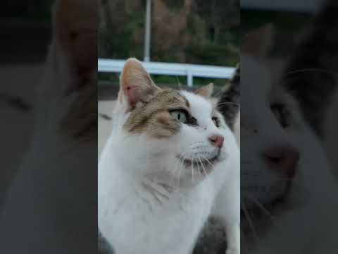 漁港の猫ちゃん、めちゃめちゃ甘えてきた #ImpressedCatVideo #catisland #猫(YouTube)