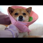 手術後のお留守番…兄柴のお散歩を柴犬は切ない表情で見送りました。(YouTube)