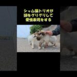 シャム猫トリオが頭をグリグリして愛情表現をする #猫 #ネコ #cat(YouTube)