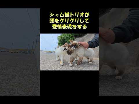 シャム猫トリオが頭をグリグリして愛情表現をする #猫 #ネコ #cat(YouTube)