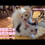 元気なのニャ お鼻だけにゃんよ  今日もチックン頑張りました   泥の中からレスキューされたモグ    2025 06 12 2(YouTube)
