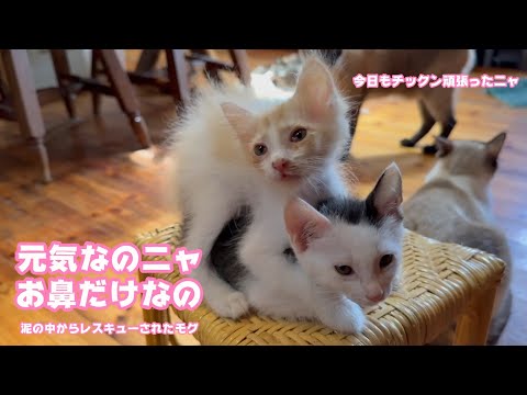元気なのニャ お鼻だけにゃんよ  今日もチックン頑張りました   泥の中からレスキューされたモグ    2025 06 12 2(YouTube)