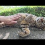 キジトラ猫をモフっていたら、ベンチで寝転んで裏返しになった(YouTube)