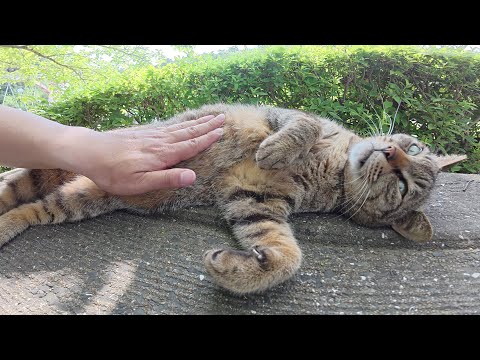 キジトラ猫をモフっていたら、ベンチで寝転んで裏返しになった(YouTube)