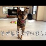 保護犬のケンタが我が家を卒業しました(YouTube)