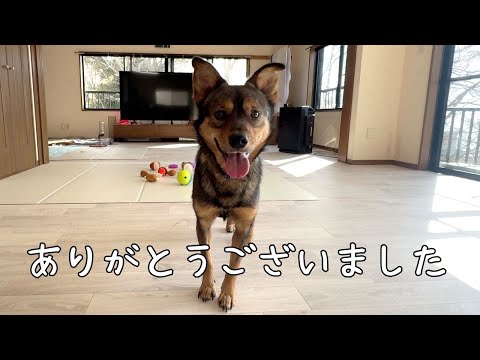 保護犬のケンタが我が家を卒業しました(YouTube)