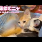 お薬飲むニャン 風邪でお喉がイタイニャン  泥の中からレスキューされたモグ    2025 06 05 2(YouTube)