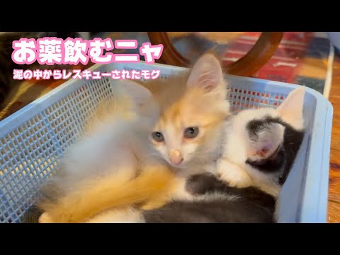 お薬飲むニャン 風邪でお喉がイタイニャン  泥の中からレスキューされたモグ    2025 06 05 2(YouTube)