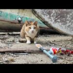 警戒心MAXの三毛猫にちゅ～るあげてみたら…まさかの横取り事件発生！？(YouTube)
