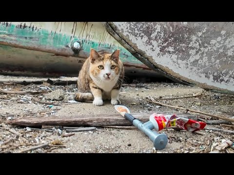 警戒心MAXの三毛猫にちゅ～るあげてみたら…まさかの横取り事件発生！？(YouTube)