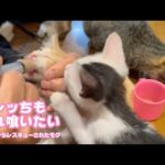 オレッちもそっち食いたいニャ  泥の中からレスキューされたモグとはぐれてボッチなムック   2025 06 24 1(YouTube)