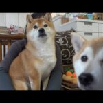 実家の柴犬の飼い主、緊急入院へ。(YouTube)