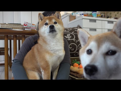 実家の柴犬の飼い主、緊急入院へ。(YouTube)