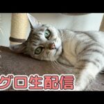 6/29 マグロ&おやつ生配信！(YouTube)
