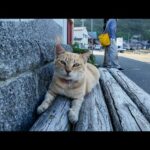 【没にするにはもったいない】今週の未公開猫動画まとめて見せます！-unreleased video of this week-2025/7/1w(YouTube)
