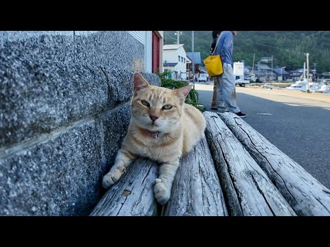 【没にするにはもったいない】今週の未公開猫動画まとめて見せます！-unreleased video of this week-2025/7/1w(YouTube)