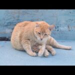 感動猫動画 のライブ配信(YouTube)