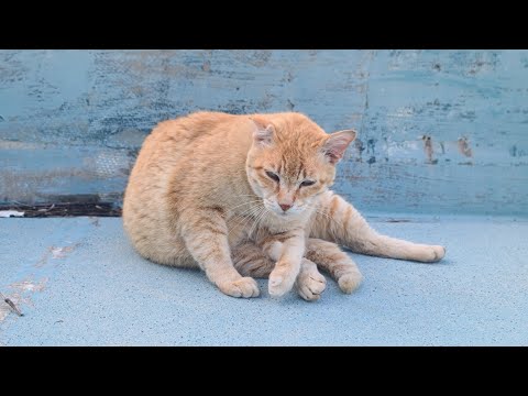 感動猫動画 のライブ配信(YouTube)