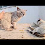 夕方の猫会議にお邪魔したら、猫の痴話喧嘩が始まった(YouTube)