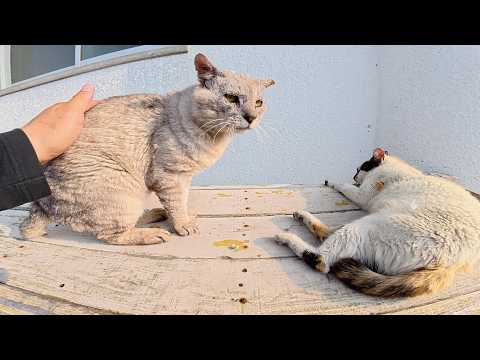 夕方の猫会議にお邪魔したら、猫の痴話喧嘩が始まった(YouTube)