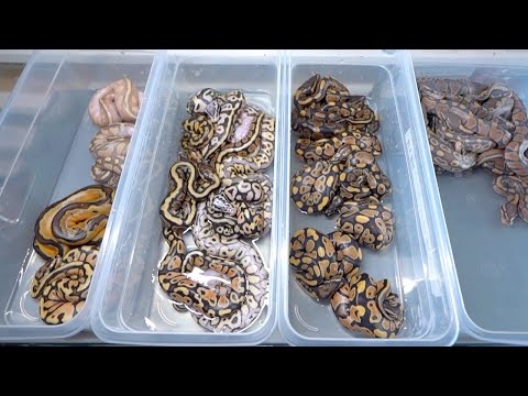 産まれてきたベビー蛇たちを全て紹介します(YouTube)