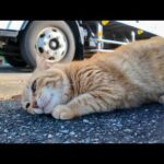 いつも漁港で寝ている茶トラ猫ちゃん、顔を見ると起きて擦り寄ってきてカワイイ(YouTube)