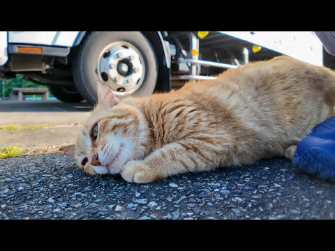 いつも漁港で寝ている茶トラ猫ちゃん、顔を見ると起きて擦り寄ってきてカワイイ(YouTube)
