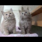 捨てられて苦難の時もずっと一緒だった子猫(YouTube)