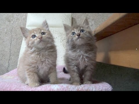 捨てられて苦難の時もずっと一緒だった子猫(YouTube)