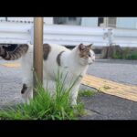 感動猫動画 のライブ配信(YouTube)