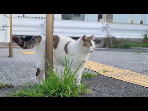 感動猫動画 のライブ配信(YouTube)