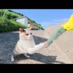 猫じゃらしを見せたらパステルカラーの三毛猫がノリノリで遊び出した(YouTube)