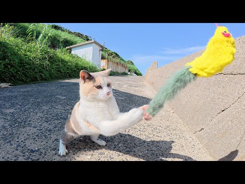 猫じゃらしを見せたらパステルカラーの三毛猫がノリノリで遊び出した(YouTube)