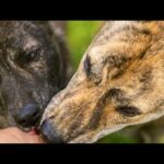 愛犬の写真集を作ろう！(YouTube)