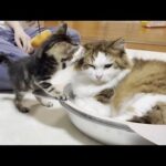 子猫にテシテシされても動じない心優しい猫(YouTube)
