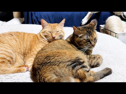 後輩猫たちに大人気な甘えん坊茶トラ猫の一日。(YouTube)