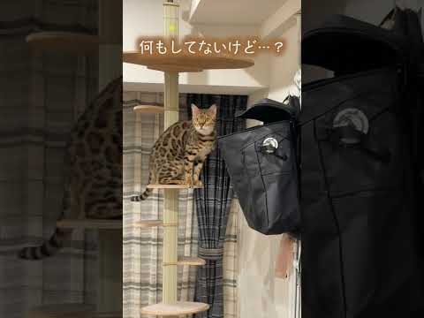 悪いことを自覚しているので見られて気まずそうにする猫　#ベンガル #ルトロゼ #cat(YouTube)