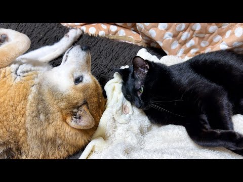 柴犬パパがボディガード猫くんに甘えるようになりました(YouTube)
