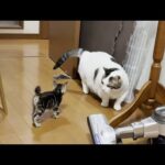 子猫に詰め寄られても叩いたりせずに後退りする心優しい太めの猫(YouTube)