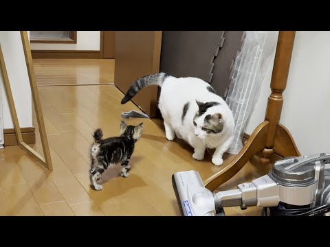 子猫に詰め寄られても叩いたりせずに後退りする心優しい太めの猫(YouTube)