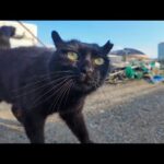 れの防波堤で…寝ていた黒猫をナデナデしてたら癒しが溢れ出した件(YouTube)
