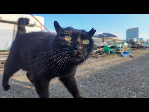 れの防波堤で…寝ていた黒猫をナデナデしてたら癒しが溢れ出した件(YouTube)