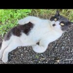 お腹を見せながら「モフらせねえよ！」とナデナデを拒否する猫(YouTube)