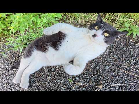 お腹を見せながら「モフらせねえよ！」とナデナデを拒否する猫(YouTube)