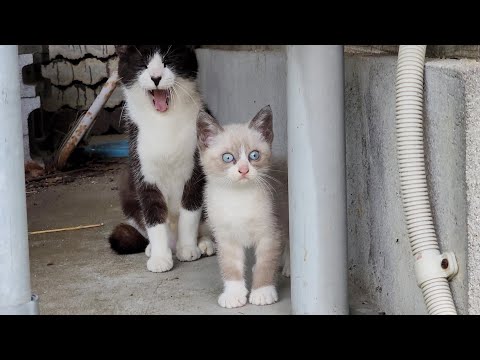 子猫を撮影していたら、母猫が「うちの子に何か？」と帰ってきた(YouTube)
