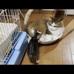 子猫よりも遊び上手で無邪気すぎる猫(YouTube)