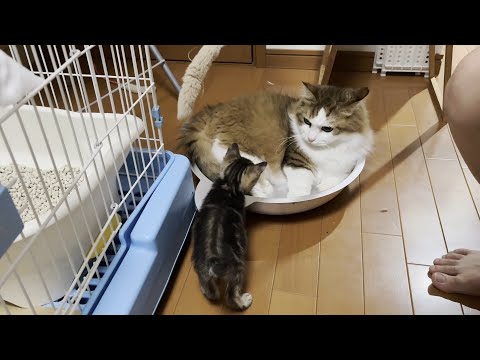 子猫よりも遊び上手で無邪気すぎる猫(YouTube)