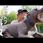 【ピットブル事故】飼い主より繁殖屋を規制するべき！(YouTube)